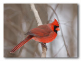 Cardinal rouge, mle. Bois Papineau