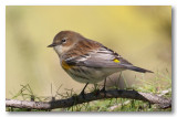  Paruline  croupion jaune