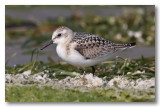 Bcasseau sanderling