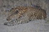 Leopard near Sandibe Lodge: DSC_0007.JPG