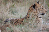 Leopard near Sandibe Lodge: DSC_0055.JPG
