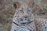 Leopard near Sandibe Lodge: DSC_0065.JPG