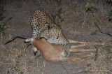 Leopard and its kill near Sandibe Lodge: DSC_0074.JPG