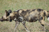 African wild dog: DSC_0210.JPG