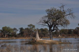 Termite mound: DSC_0174-1.JPG