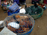 DSC07827.JPG