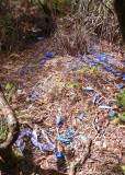 Bower of the Satin Bowerbird