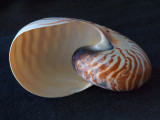 Shell 4 - Nautilus