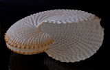 Shell 9 - Paper Nautalus