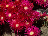 Pigface flowers