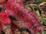 Bottlebrush