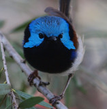 Varigated Fairy-wren