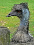 Emu resting