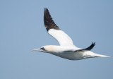 Fou de bassan - Northern Gannet