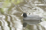 Foulque dAmrique rfection - American Coot reflection