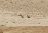 Black-bellied Sandgrouse (Pterocles orientalis) Los Monegros Aragon Spain 3-4-2012.JPG