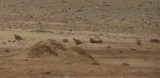 Los Monegros 3-4-2012 Black bellied Sandgrouse.JPG