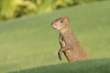 Central American Agouti