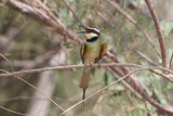White-throated bee-eater