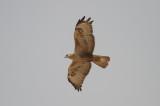 Steppe buzzard