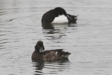 Tufted duck