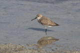 Dunlin