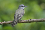 Couchs kingbird