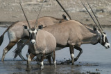 Gemsbok