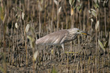 Indian pond heron