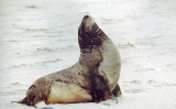 New Zealand fur seal