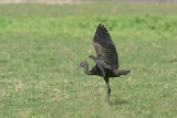 Glossy ibis