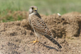 Common kestrel