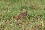 Blyths pipit