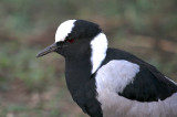 Blacksmith plover