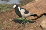 Blacksmith plover