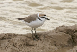 Kentish plover