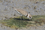 Kentish plover