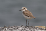 Kentish plover