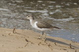 Common sandpiper