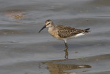 Curlew sandpiper