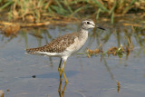 Wood sandpiper