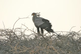 Secretarybird