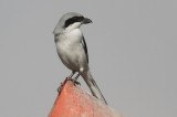 Southern grey shrike