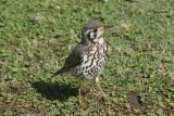 Groundscraper thrush