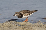 Ruddy turnstone