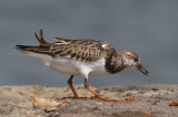 Ruddy turnstone