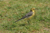 Citrine wagtail