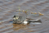 White wagtail