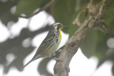 Yellow-throated warbler