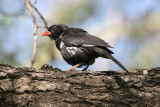 Red-billed buffalo weaver